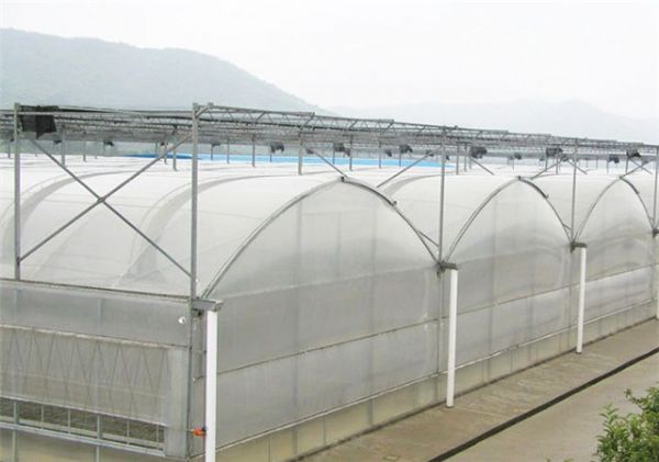 蔬菜温室大棚内进行通风换气排湿时的注意事项有哪些